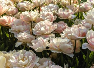 Aufstellungen Teilnehmer Eyüpspor Gegen Göztepe İzmir – Wer Gewinnt?