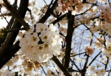 Aufstellungen Teilnehmer FC Barcelona Gegen Valencia CF: Wer Siegt?