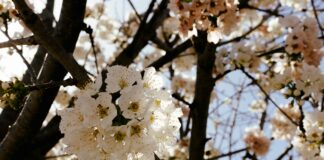 Aufstellungen Teilnehmer FC Barcelona Gegen Valencia CF: Wer Siegt?