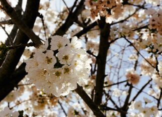 Aufstellungen Teilnehmer FC Barcelona Gegen Valencia CF: Wer Siegt?