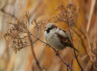 Aufstellungen: Teilnehmer 1. FC Heidenheim Gegen VfB Stuttgart – Wer Gewinnt?