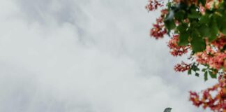 Aufstellungen Teilnehmer FC Bayern München Gegen Bayer 04 Leverkusen – Wer Gewinnt?