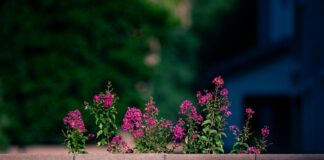 Aufstellungen Teilnehmer 1. FC Kaiserslautern Gegen 1. FC Magdeburg – Wer Stellt Sich Durch?