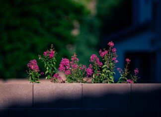 Aufstellungen Teilnehmer 1. FC Kaiserslautern Gegen 1. FC Magdeburg – Wer Stellt Sich Durch?