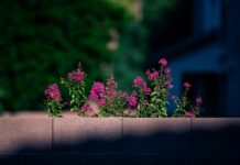 Aufstellungen Teilnehmer FCK Gegen FC Magdeburg: Wer Macht Den Unterschied?