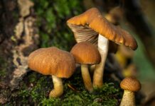 Aufstellungen Teilnehmer FC Liverpool Gegen Nottingham Forest – Wer Startet?