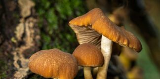 Aufstellungen Teilnehmer FC Liverpool Gegen Nottingham Forest – Wer Startet?