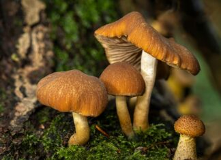 Aufstellungen Teilnehmer FC Liverpool Gegen Nottingham Forest – Wer Startet?