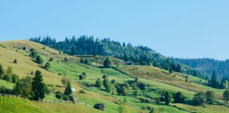 Aufstellungen Teilnehmer FC Ingolstadt Gegen SV Waldhof – Wer Gewinnt?