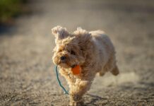 Fußball Aufstellung: So Findest Du Die Perfekte Taktik Für Siege