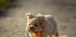 Fußball Aufstellung: So Findest Du Die Perfekte Taktik Für Siege