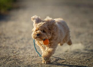 Fußball Aufstellung: So Findest Du Die Perfekte Taktik Für Siege