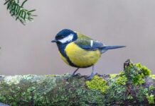 Aufstellungen Teilnehmer Borussia Mönchengladbach Gegen 1. FC Köln – Wer Startet Im Spannenden Duell?