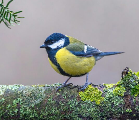 Aufstellungen Teilnehmer Borussia Mönchengladbach Gegen 1. FC Köln – Wer Startet Im Spannenden Duell?