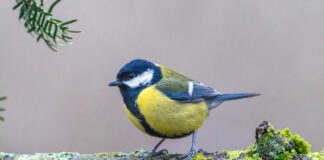 Aufstellungen Teilnehmer Borussia Mönchengladbach Gegen VfB Stuttgart – Wer Setzt Sich Durch?