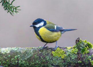 Aufstellungen Teilnehmer Borussia Mönchengladbach Gegen VfL Bochum – Wer Steht Im Fokus?