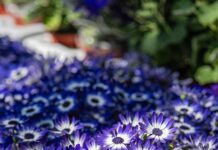 Aufstellungen Teilnehmer Hannover 96 Gegen Jahn Regensburg – Wer Setzt Sich Durch?