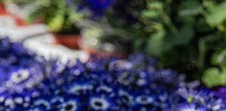 Aufstellungen Teilnehmer Hannover 96 Gegen Jahn Regensburg – Wer Setzt Sich Durch?