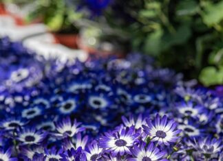 Aufstellungen Teilnehmer Hannover 96 Gegen Jahn Regensburg – Wer Setzt Sich Durch?