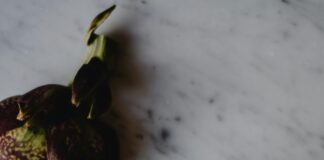 Aufstellungen Teilnehmer: Wer Gewinnt Atalanta Bergamo Gegen Bayer Leverkusen?